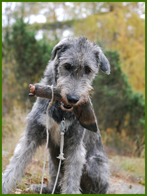 Wigge 20091101